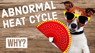 Abnormal Heat Cycle in Dogs [upl. by Richia]