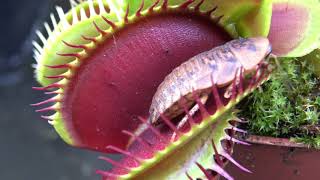 Best Venus Flytrap Trapping Compilation 2018 [upl. by Mikahs271]