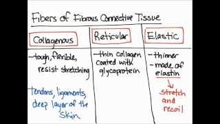 Fibers of Fibrous Connective Tissue [upl. by Clein]