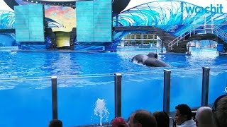 Killer whale drags trainer underwater at SeaWorld San Diego [upl. by Oilisab]