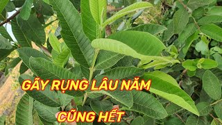 LÁ ỔI Trị rụng tóc gãy khô xơ Kích thích tóc mọc lại mềm mượt không tốn tiền [upl. by Yrehcaz774]