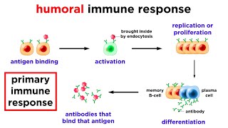 The Immune System Innate Defenses and Adaptive Defenses [upl. by Perreault]