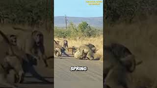 Baboons Defend Their Member Against Leopard [upl. by Lrub]