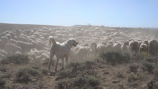 Working Dogs  Our Wyoming [upl. by Idonna]