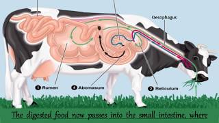 Nutrition in Ruminants  Nutrition in Animals  Chapter 2  Digestive System of a Ruminants [upl. by Aryajay]