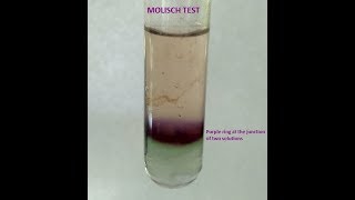 Molisch Testa group test for Carbohydrates [upl. by Aikram]