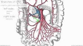 Superior Mesenteric Artery  Anatomy Tutorial [upl. by Llaccm]