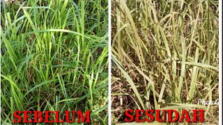 RACUN RUMPUT ALAMI BASMI TUMBUHAN ILALANG [upl. by Annahsal]