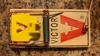 How To Set A Mouse Trap  Tips From Pest Control Tech [upl. by Lincoln]