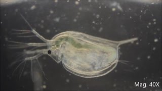 Daphnia magna under the Microscope [upl. by Ahsyek]