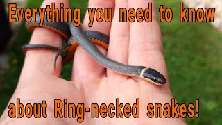 Everything you need to know about Ringnecked snakes Diadophis punctuatus [upl. by Binah599]