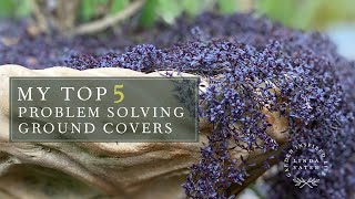 My TOP 5 Ground Covers [upl. by Flagler]