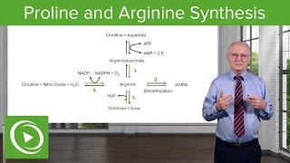 Proline amp Arginine Synthesis – Biochemistry  Lecturio [upl. by Kalk]