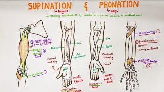 Supination and Pronation in forearm  Anatomy [upl. by Rhines]