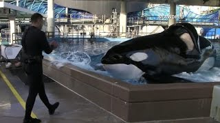 Tilikum  Sea World Orlando Shamu Believe Show [upl. by Tecil]