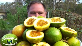 5 Tips How To Grow a Ton of Passionfruit From ONE Passion Fruit [upl. by Andras]