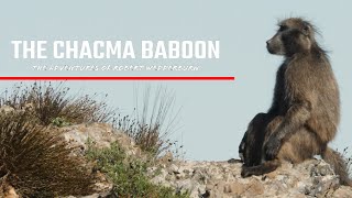 The Chacma Baboon  Wildlife Documentary  Everything you need to know about Chacma Baboons [upl. by Ynafetse]