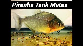 Piranha Tank Mates with Other Fish [upl. by Clayborn]