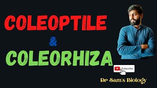 Coleoptile and Coleorhiza [upl. by Eetnwahs]