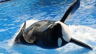 Tilikum the killer whale has killed three people [upl. by Kironde]