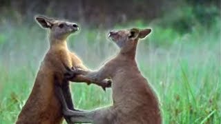 Kangaroo Boxing  Attenborough  BBC Earth [upl. by Ohare970]