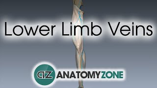 Lower Limb Veins Overview  3D Anatomy Tutorial [upl. by Onder]