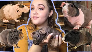 HOW TO CARE FOR SKINNY PIGS HAIRLESS GUINEA PIGS [upl. by Theis959]