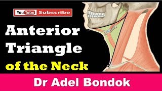 Anterior Triangle of the Neck Dr Adel Bondok [upl. by Nibur]