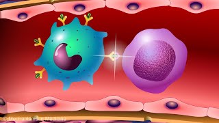 Vaccines and the Immune Response How Vaccines Work [upl. by Darell]