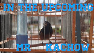 Trinidad bullfinch singing MR KACHOW [upl. by Dido]