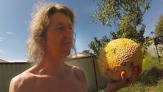 When To Pick Rockmelon aka Cantaloupe [upl. by Zamir]