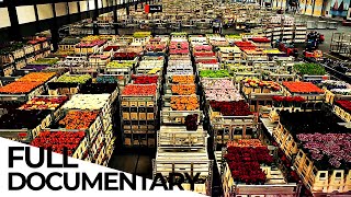 Billion Dollar Flower Market  ENDEVR Documentary [upl. by Alysoun]