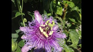 Passion Flower Identification Tincture amp Tea Preparation [upl. by Legge]