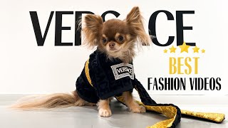 BEST Dog Fashion Videos 😍 [upl. by Arikahs273]