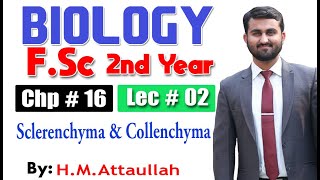 Sclerenchyma and collenchyma  Chapter 16  2nd year Biology  Lec  02 [upl. by Shaikh110]