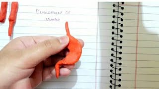 Development and Rotation of Stomach  Alimentary System Part 2 [upl. by Lakym57]