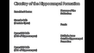 Hippocampal Formation [upl. by Kerns]