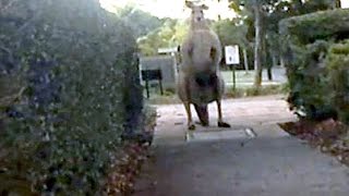 Giant Kangaroo Terrorizes Australia [upl. by Niwdog]