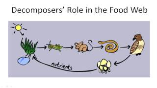 Decomposers Role in the Food Web [upl. by Ylhsa892]