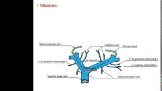 Veins of the Thorax  Dr Ahmed Farid [upl. by Oby]