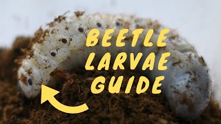 How To Care For Beetle Larvae  Tips For Beginners  Pets [upl. by Nahta]