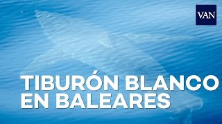 Aparece un tiburón blanco en Baleares [upl. by Skantze]