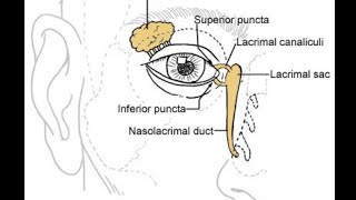 Orbital anatomy tutorial [upl. by Anillek]