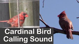 Cardinal Bird Calling Sound [upl. by Notrem]