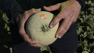 How to pick a ripe rockmelon [upl. by Allare]