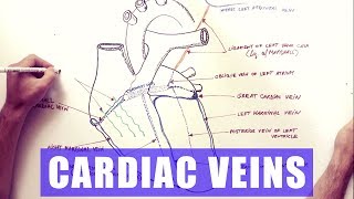 The Heart and Major Vessels  PART 1  Anatomy Tutorial [upl. by Nagiam]