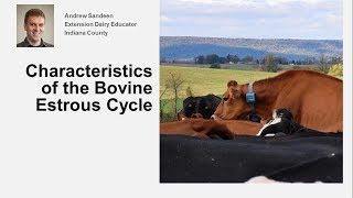 Characteristics of the Bovine Estrous Cycle [upl. by Dott124]