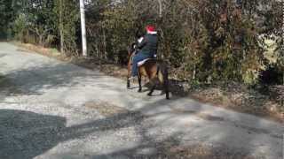 Bay Saddle Pony Riding Double [upl. by Tutt]