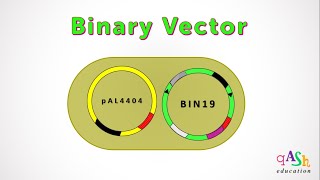 Binary Vector  Agrobacterium  Transformation in plants  Ti plasmid  Biotechnology [upl. by Eilyah]