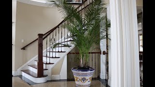 Growing Areca Palm Indoors in Canada [upl. by Onifur]